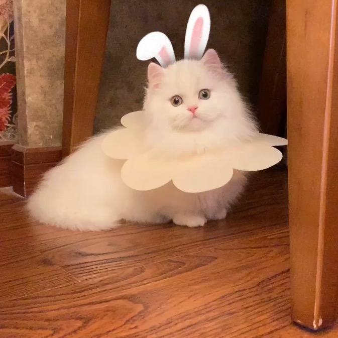 Mojo家的矮脚猫