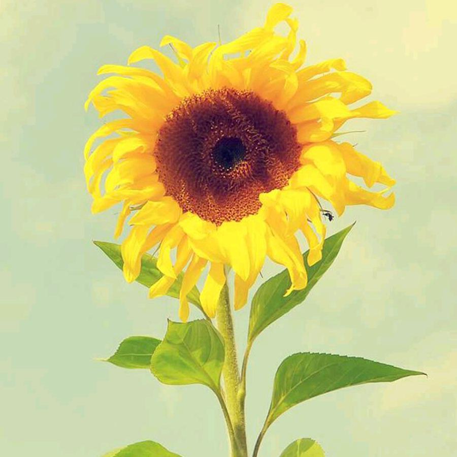 太阳花888
