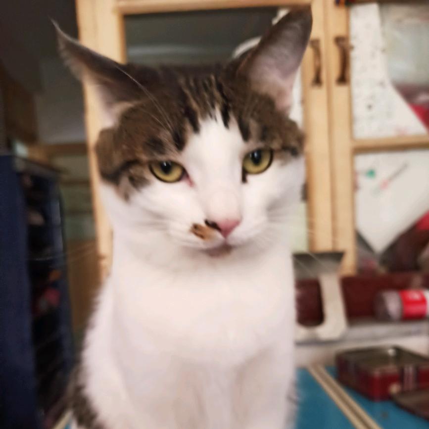 姵新和她的猫