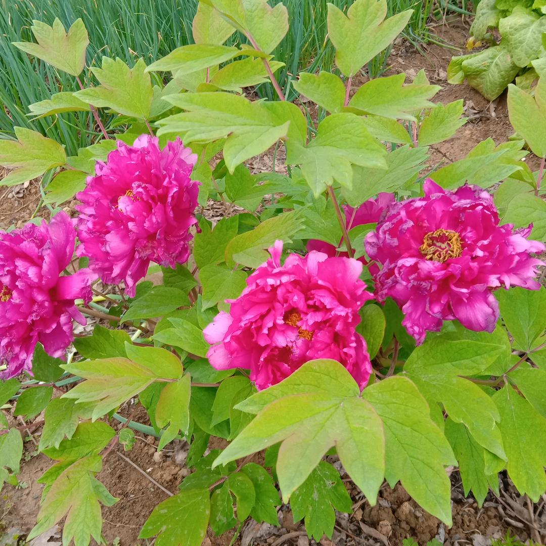 花开富贵🌺