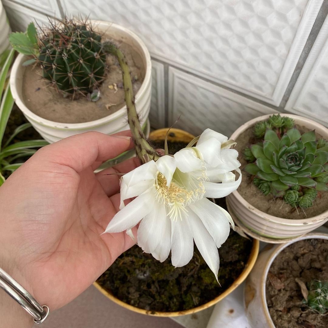 静待花开☘️☘️