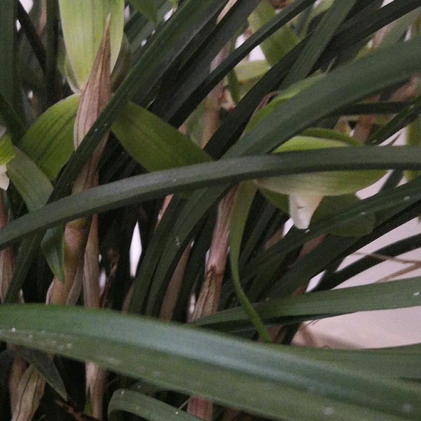春风细雨☔️