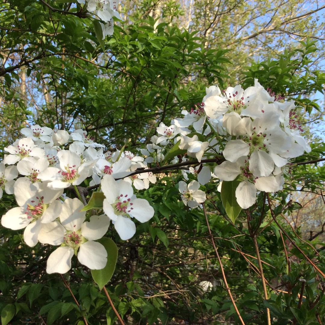 凤凰花