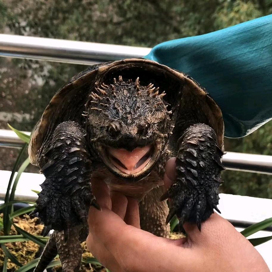 @✨🌜🌈爱养龟的小扣扣🌛✨