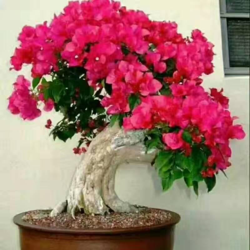 五味人生🍎🍎🍎🍎🍎🍎