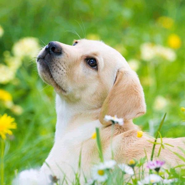 小丑鱼，小公子