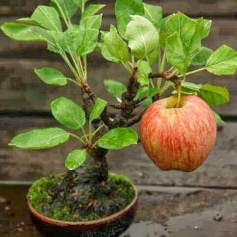 快乐就好（黄姐）