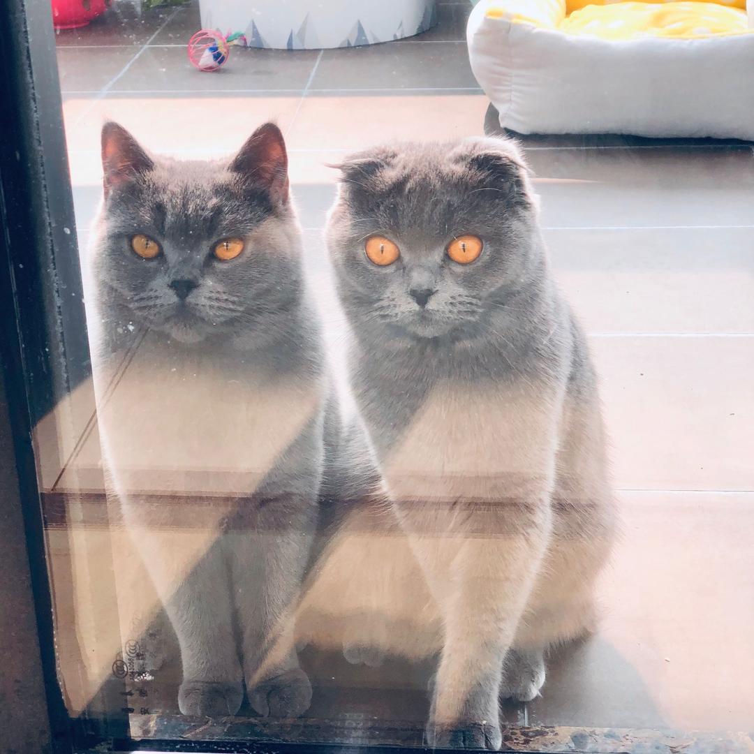 球球&妹妹🐈