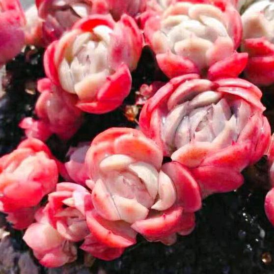 迎虞花苑多肉园艺