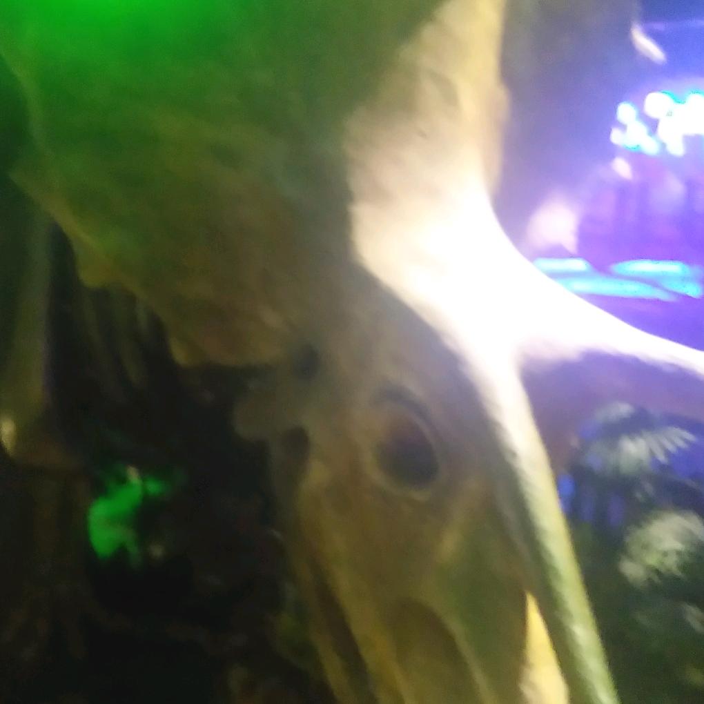 良哥