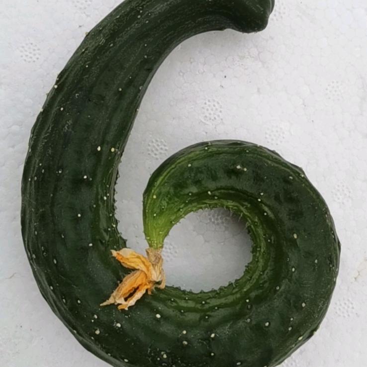 东哥