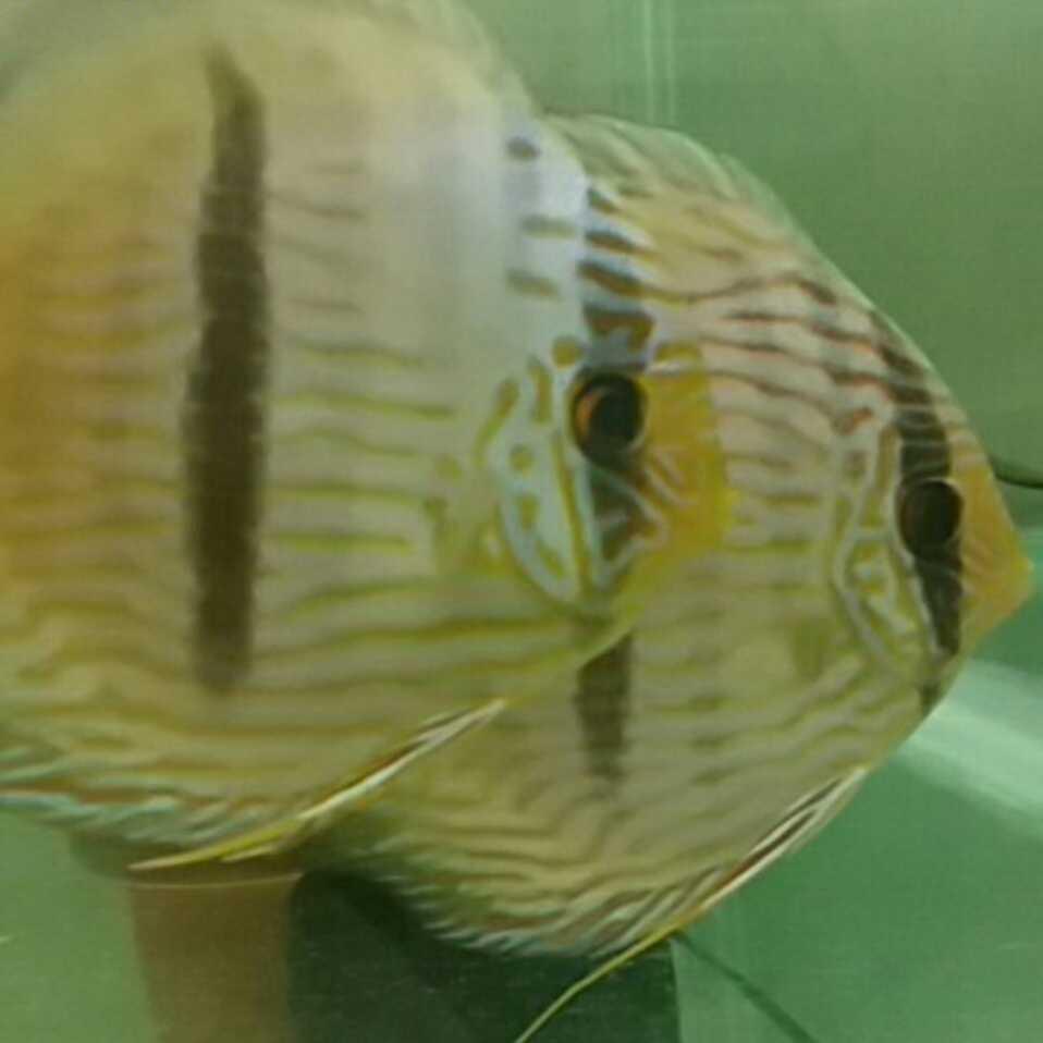 比寂寞善良