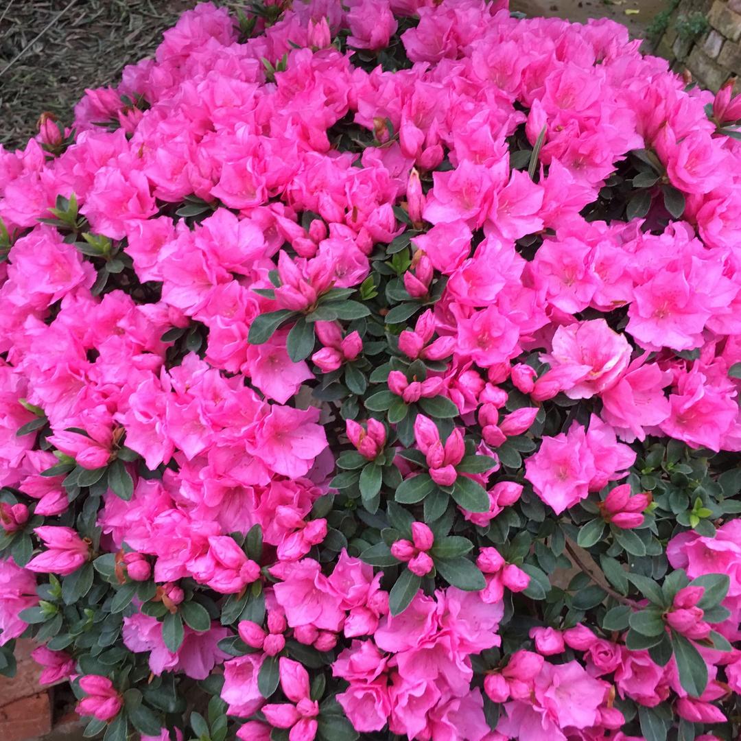 苏州手工编绳，翡翠雕刻，打磨抛光