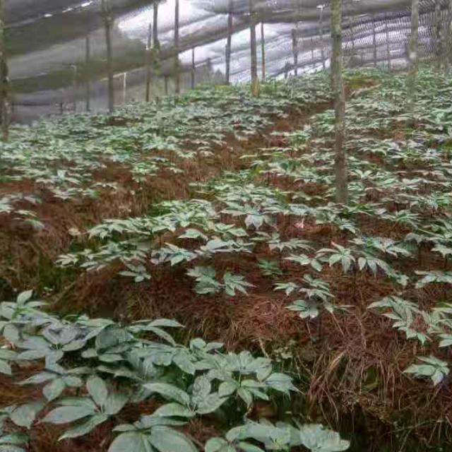 心雨