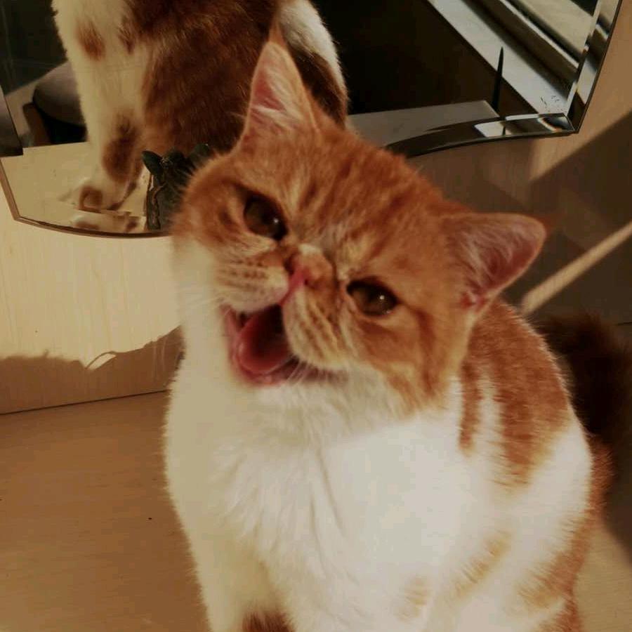 晓淼