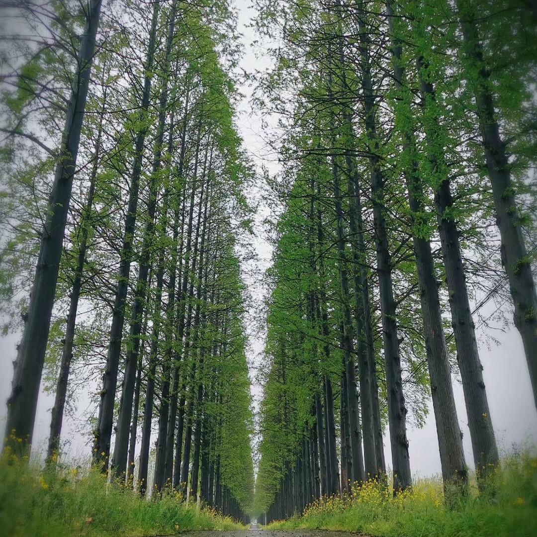 荣