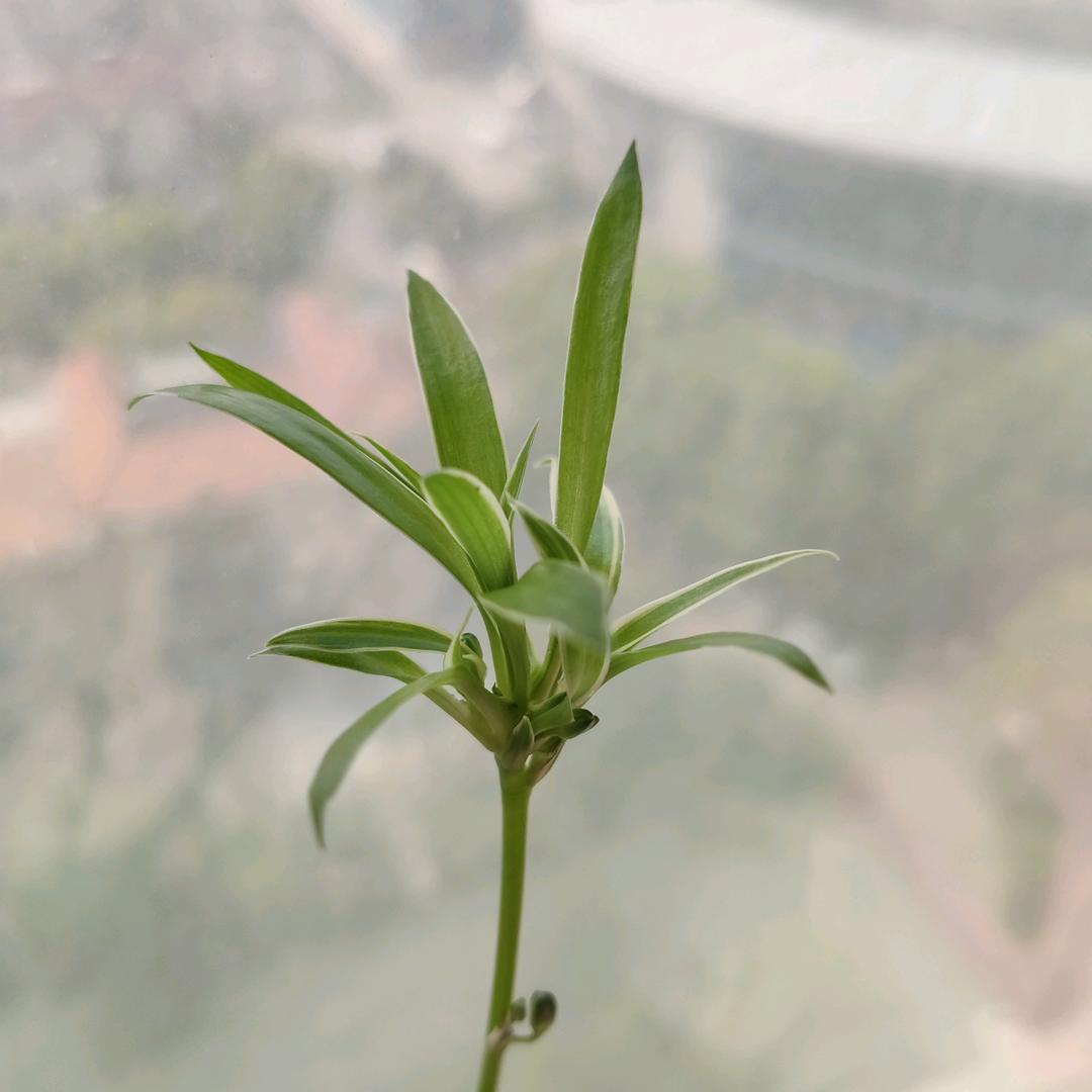 一杯清茶