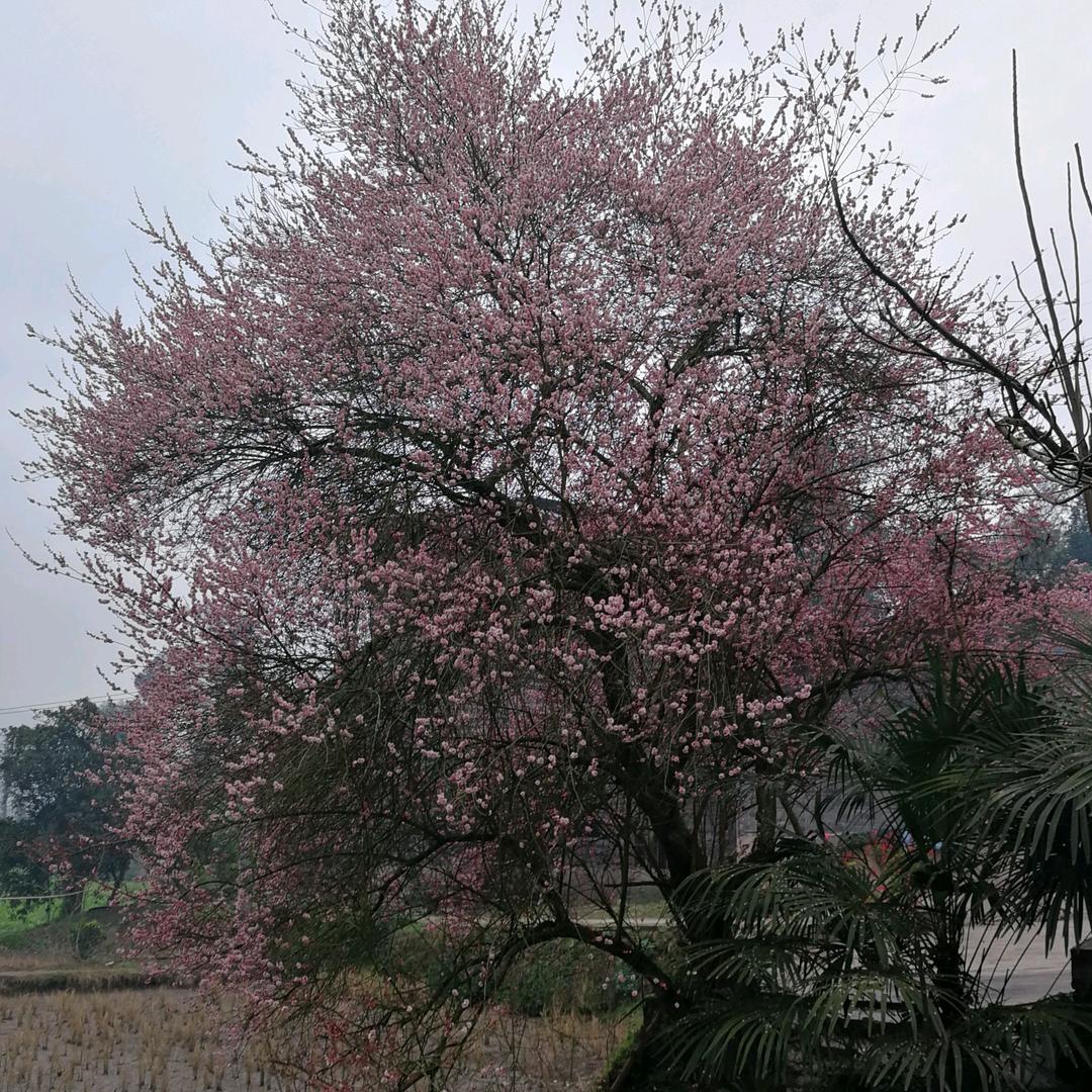 彤彤麻麻