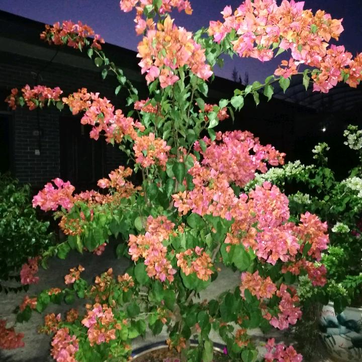 芬芳