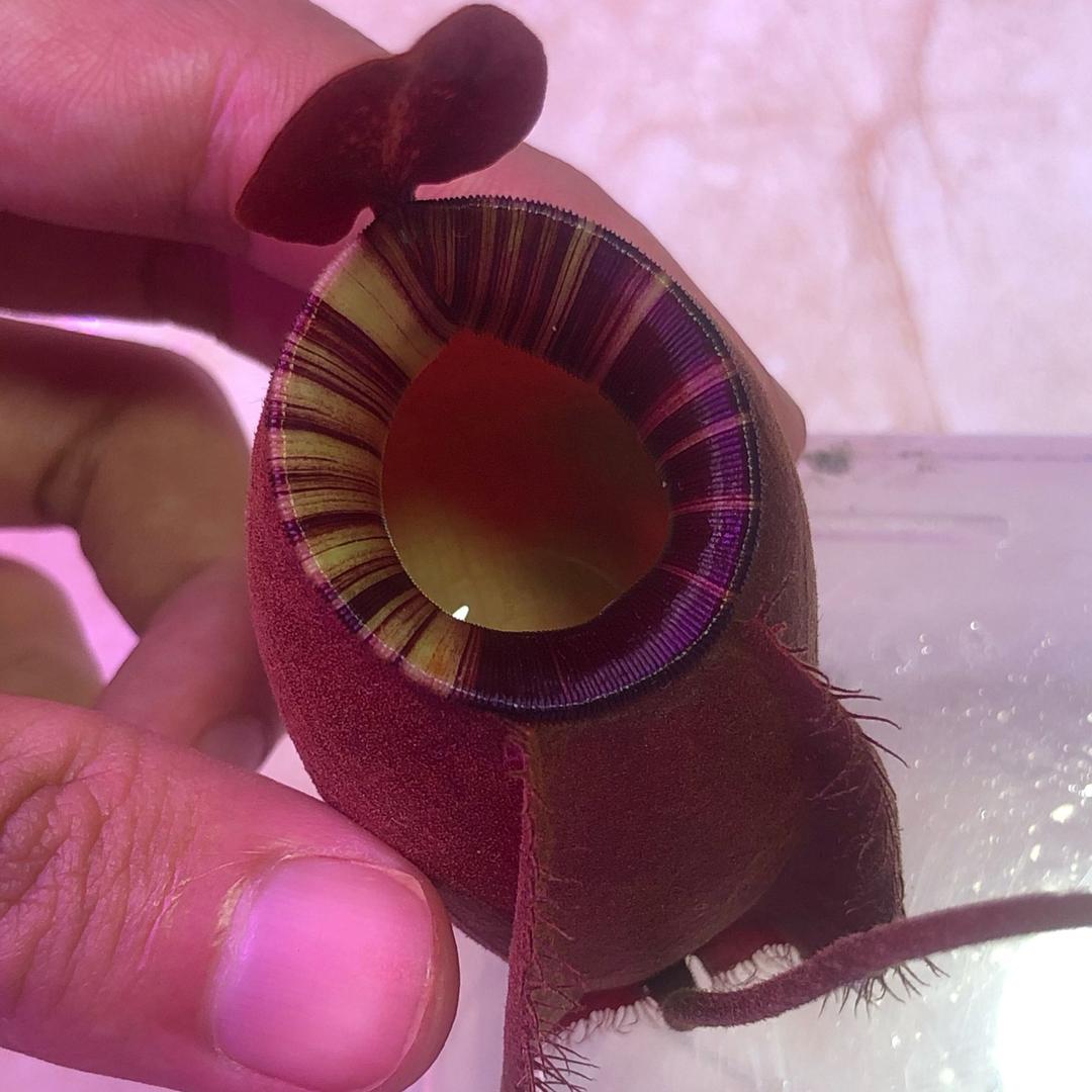 腾一的食虫植物