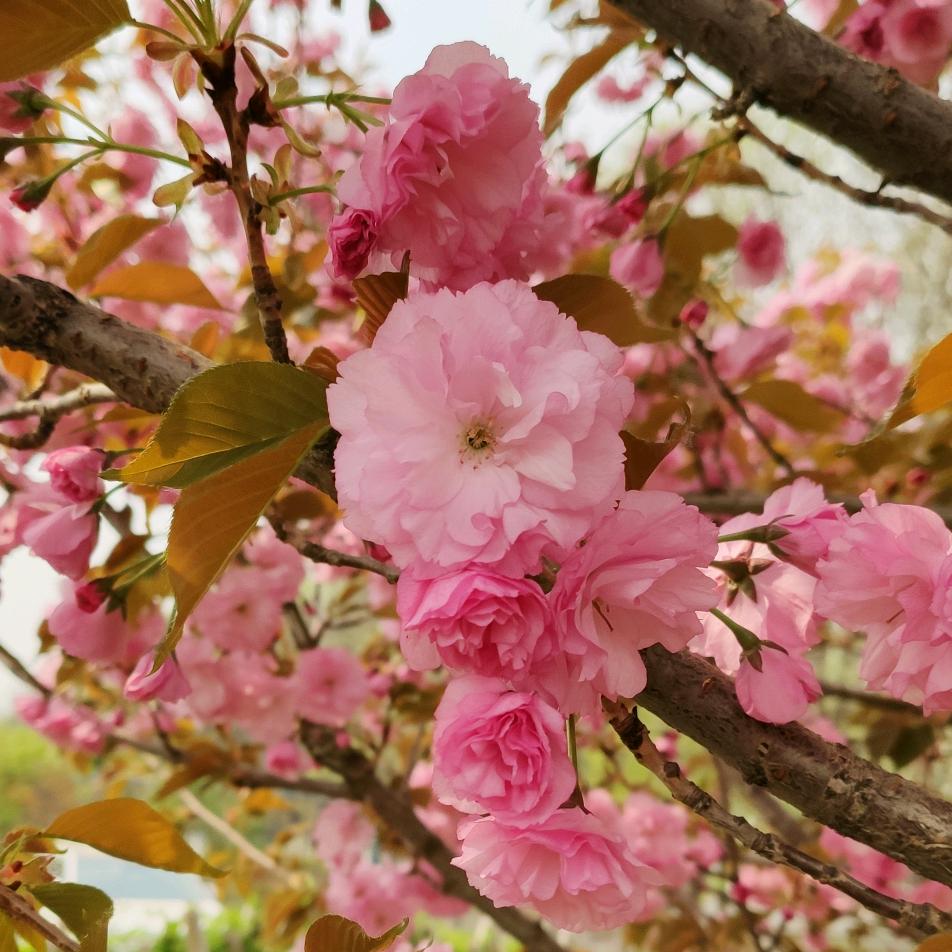 小苗的花花草草