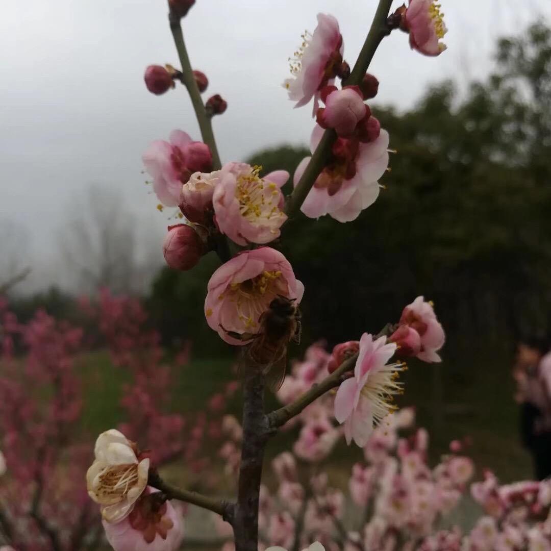 陈红娣