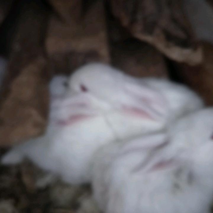 司