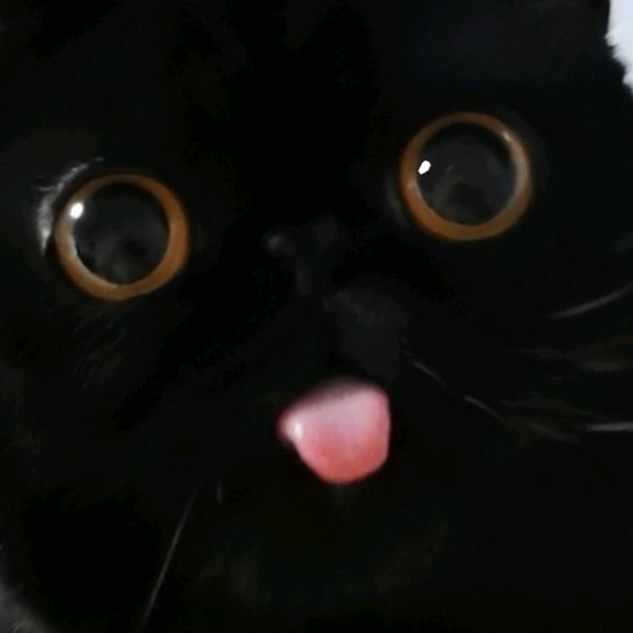 盒子里的猫太太