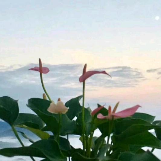 蓝色星空