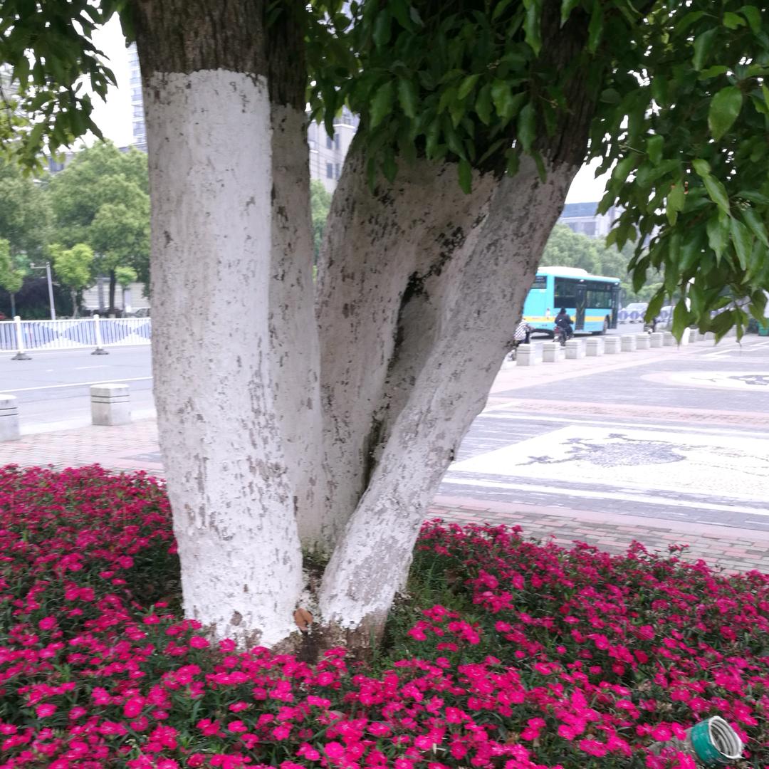思绪陈明