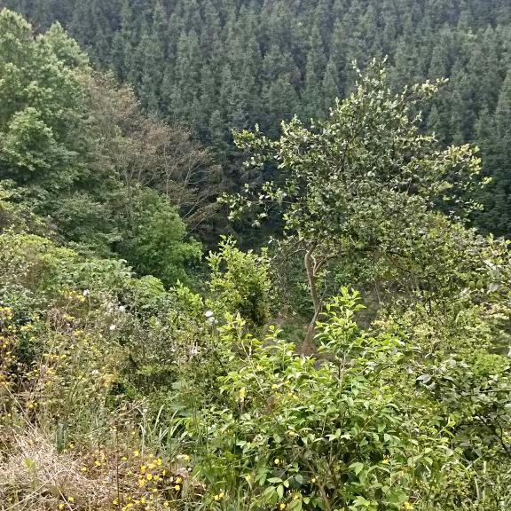 难过