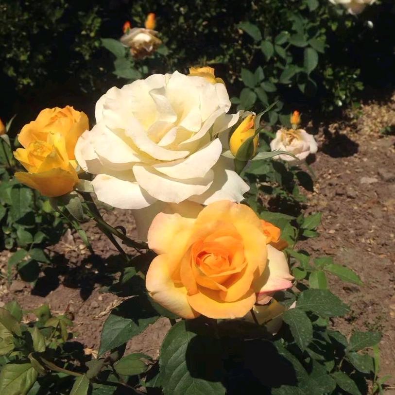 用户3274587861280娇子