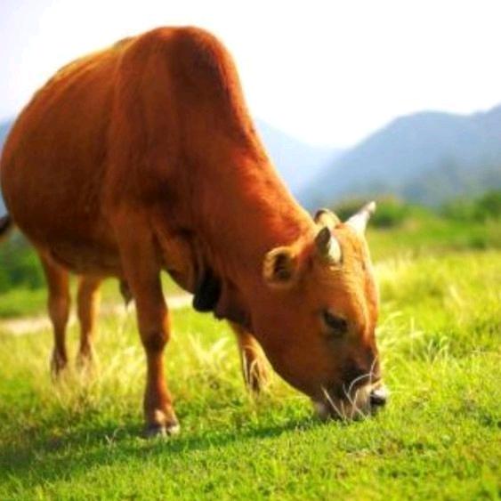 额敏县红石榴风干肉