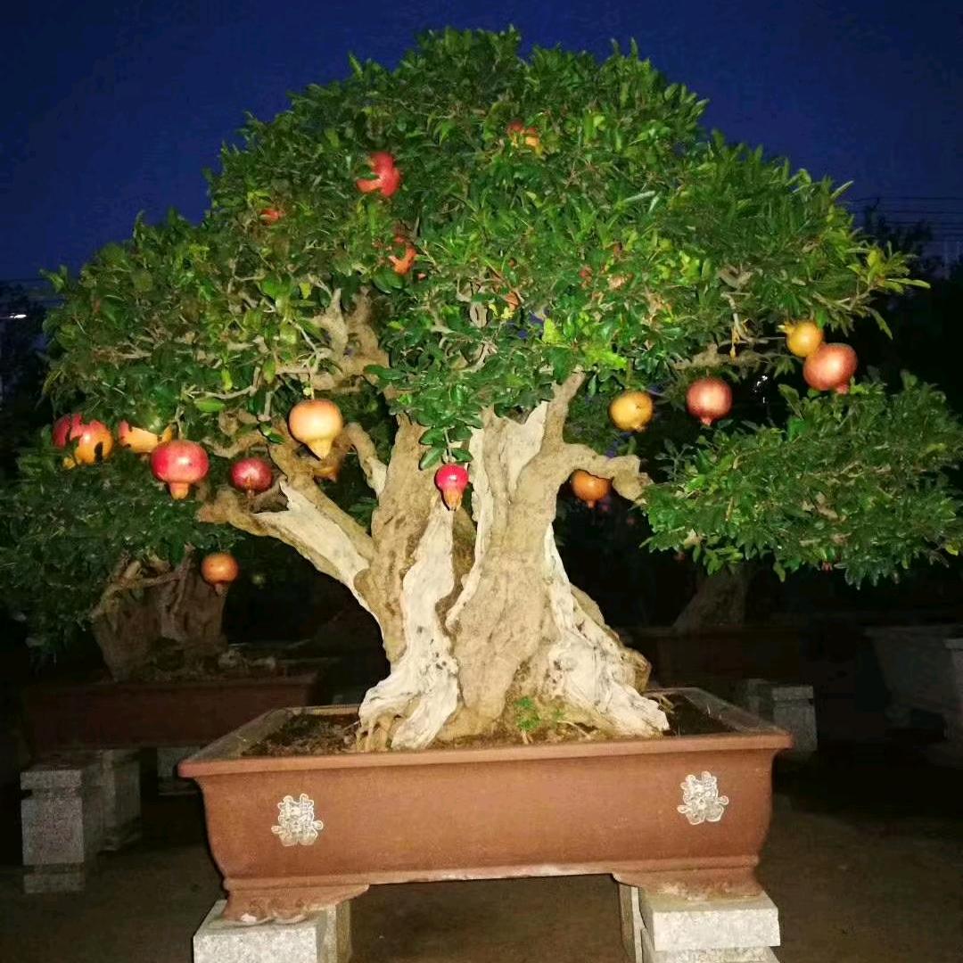 峄城新环盆景销售