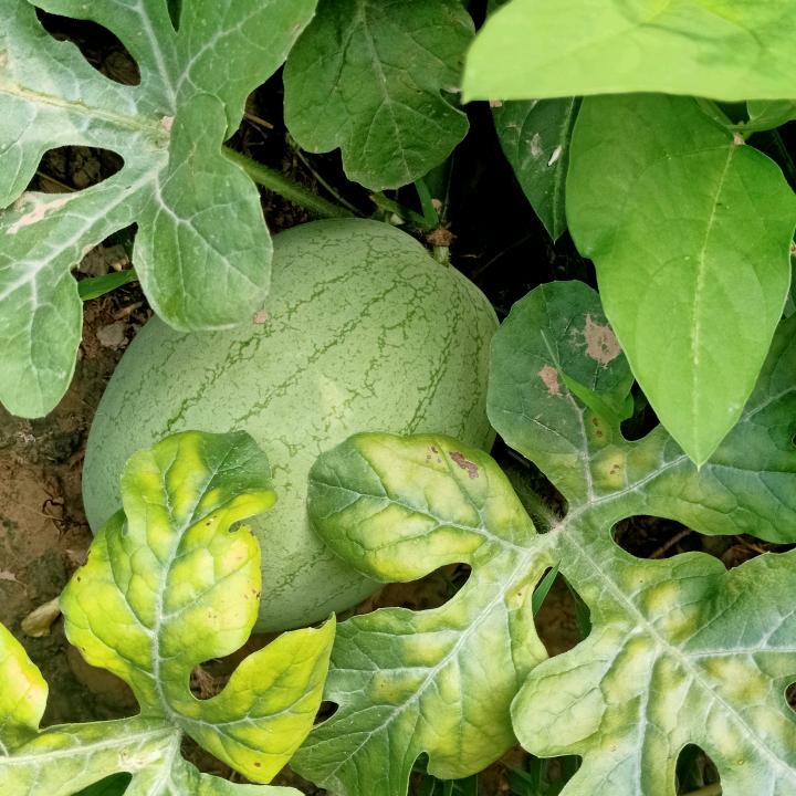 小草！拒私聊！拒合拍