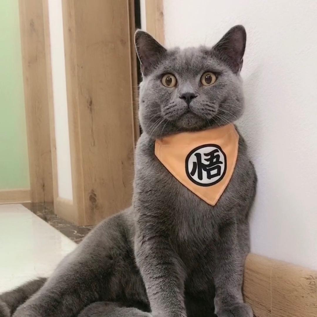 毛毛爸(训猫师)