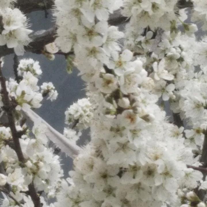 秋水伊人拒绝连赞