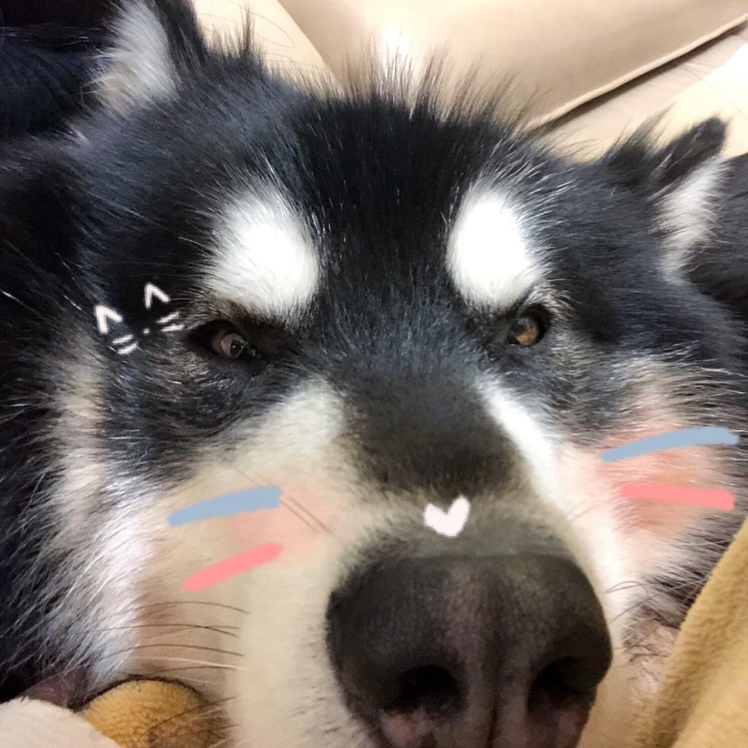 迈巴赫不是车