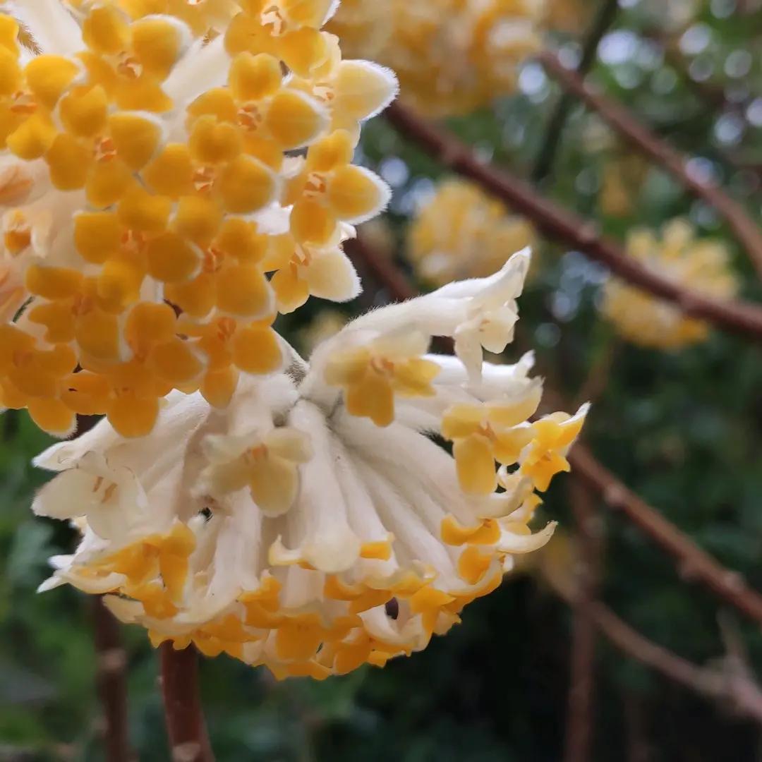 飞花
