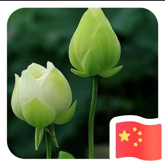琪