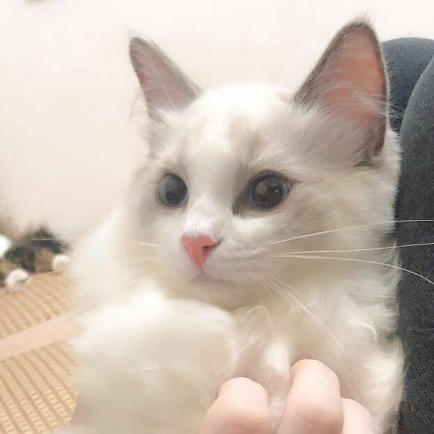 黄盐酸。
