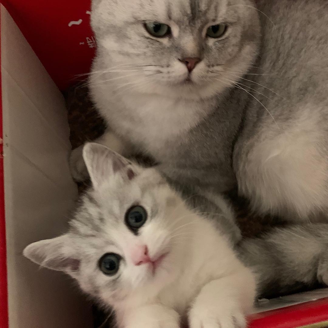招财猫😻