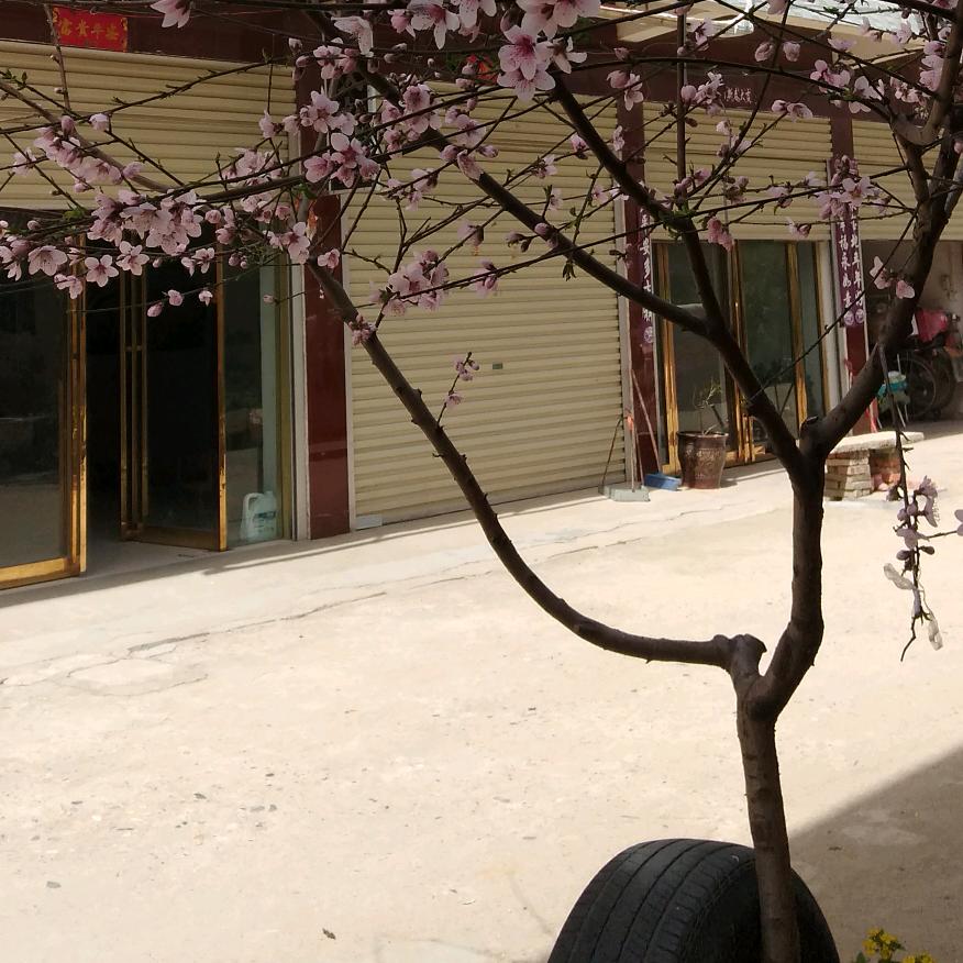 养牛夫妇
