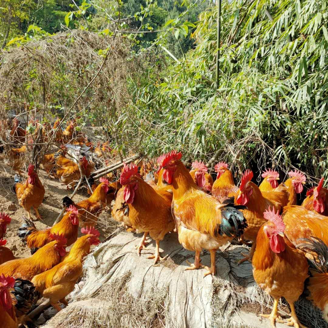 小金  金👨‍👩‍👧‍👦