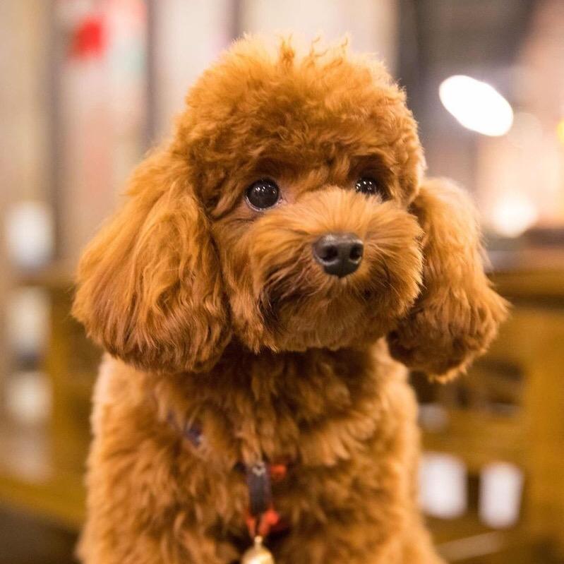 泰迪犬百科