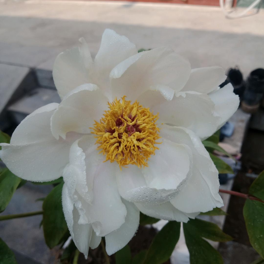 王村 小青