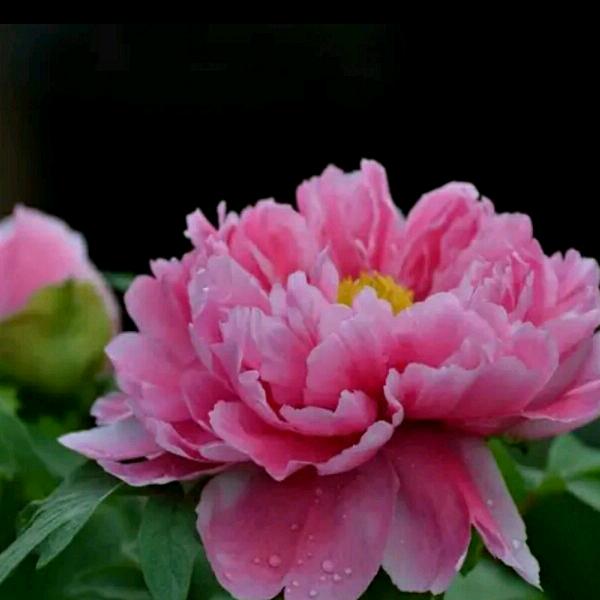 @幸福阳光~🌸花花🌸