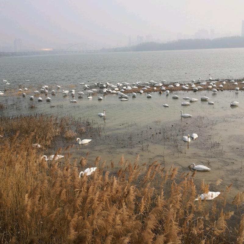 雪大大—黄河湿地