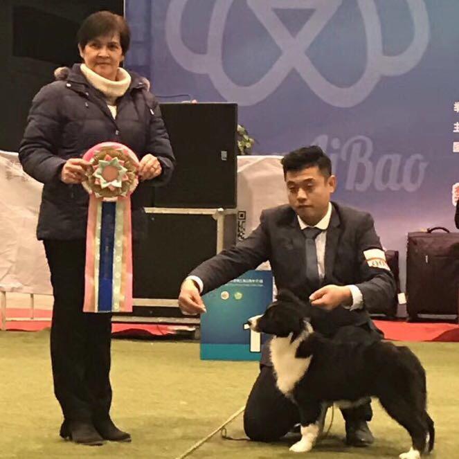 济南隆耀犬舍