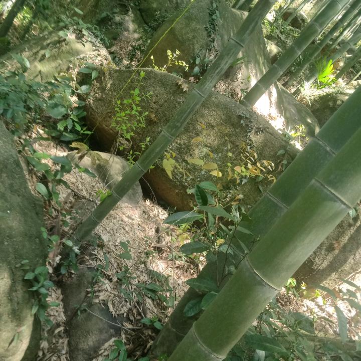 黄传义